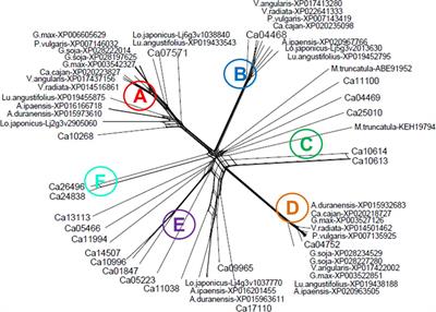 Zinc finger knuckle genes are associated with tolerance to drought and dehydration in chickpea (Cicer arietinum L.)